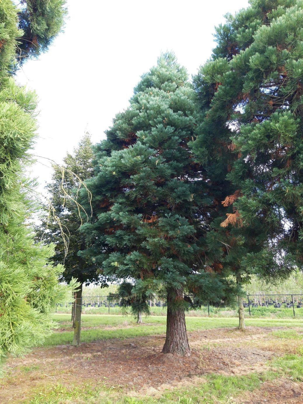 Sequoiadendron giganteum 120-140 HO